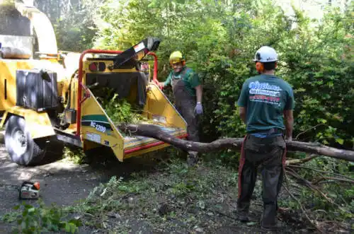 tree services Borrego Springs